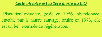 Cette olivette est la 1ère pierre du CIO Plantation existante, gelée en 1956, abandonnée, envahie par la nature sauvage, brulée en 1973, elle est un bel  exemple de régénération.