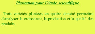 Plantation pour l'étude scientifique    Trois variétés plantées en quatre densité permettra d'analyser la croissance, la production et la qualité des produits.